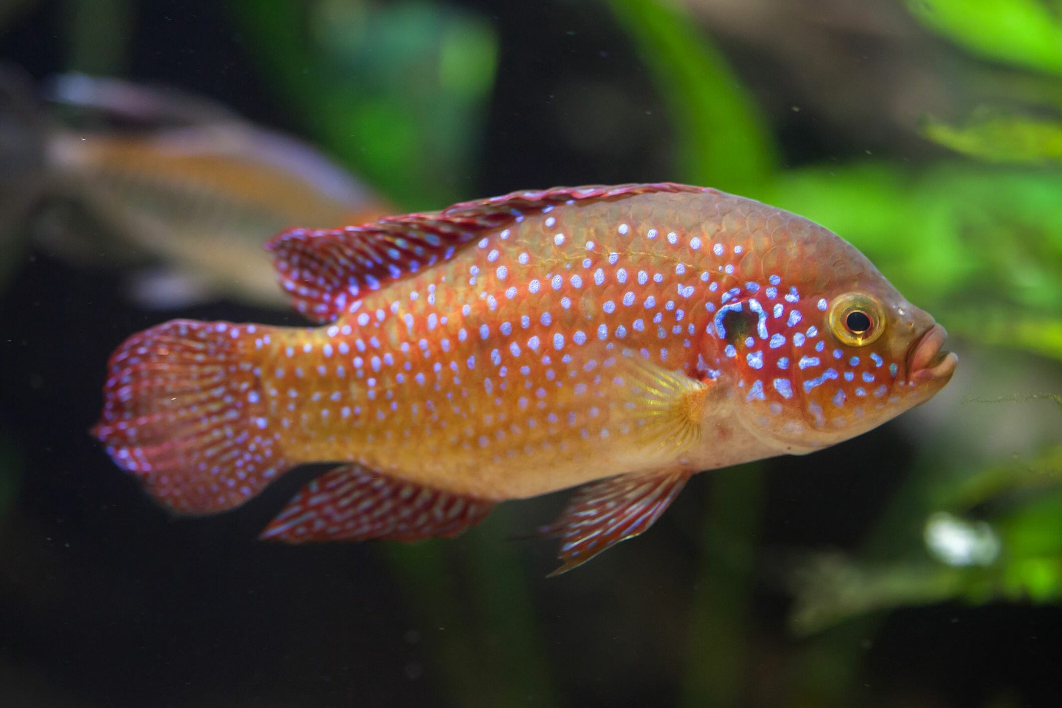 breeding of jewel cichlid