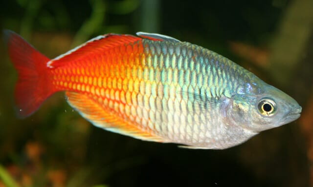 boeseman's rainbowfish essential care