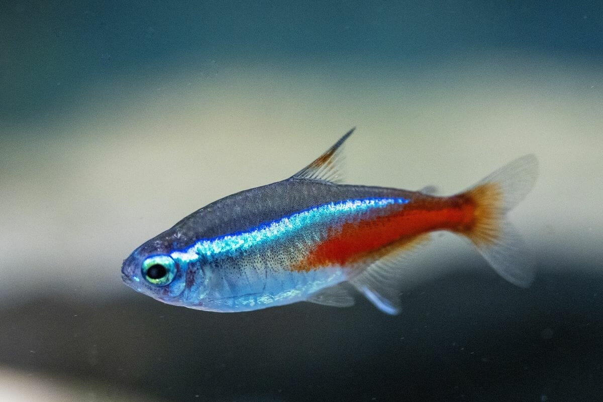 cardinal tetra Conclusion