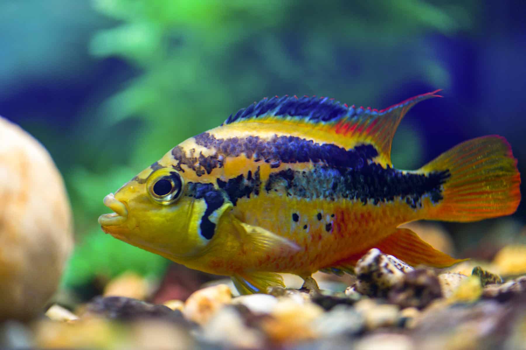 Unraveling the Facts about Salvini Cichlid