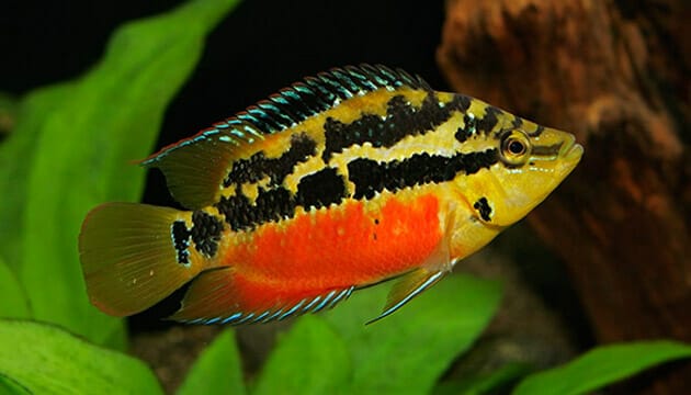 salvini cichlid conclusion
