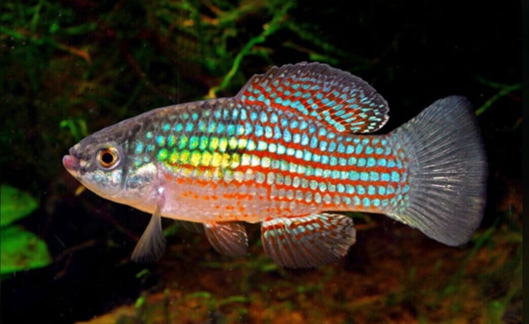 Origin and Natural Habitat of American Flag Fish
