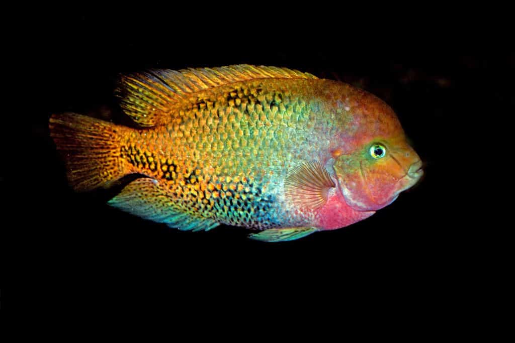 redhead cichlid tank conditions