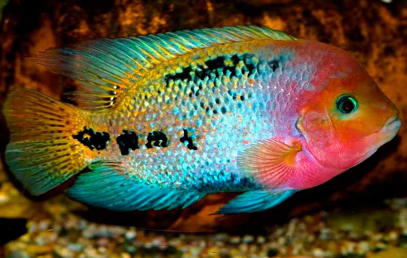 redhead cichlid FAQ