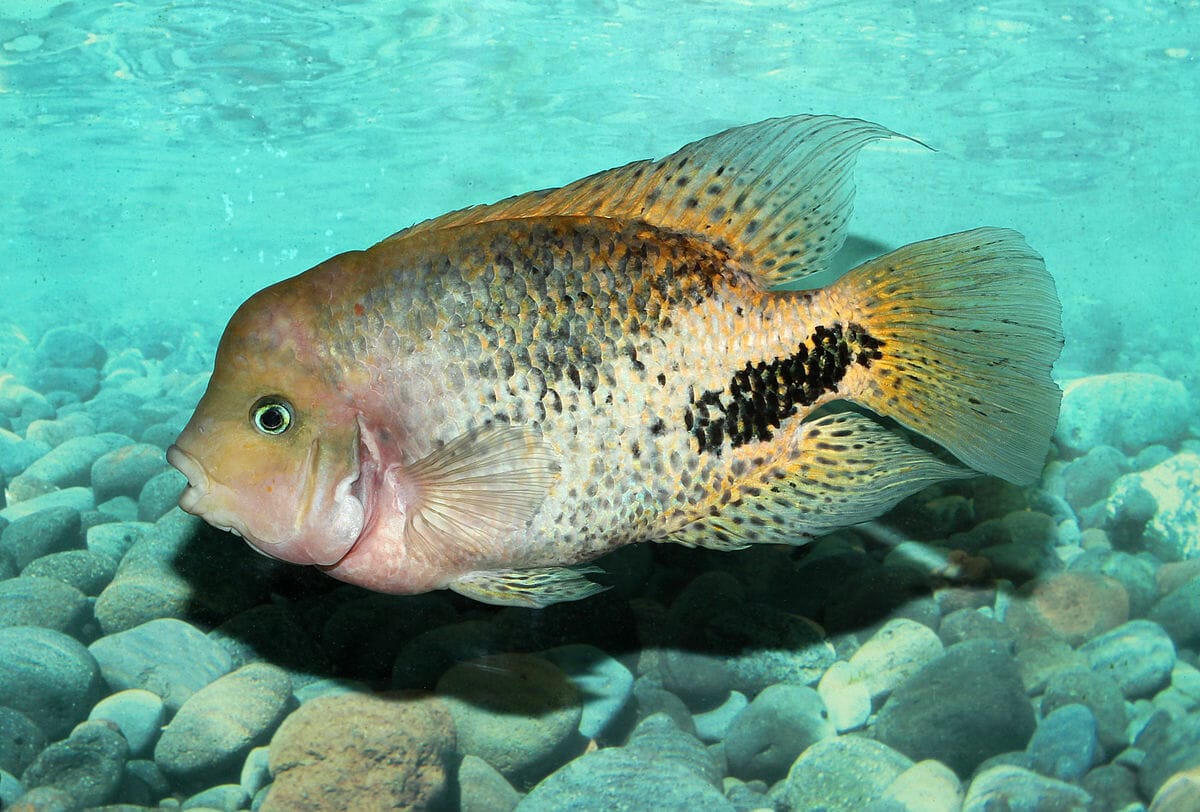 redhead cichlid conclusion
