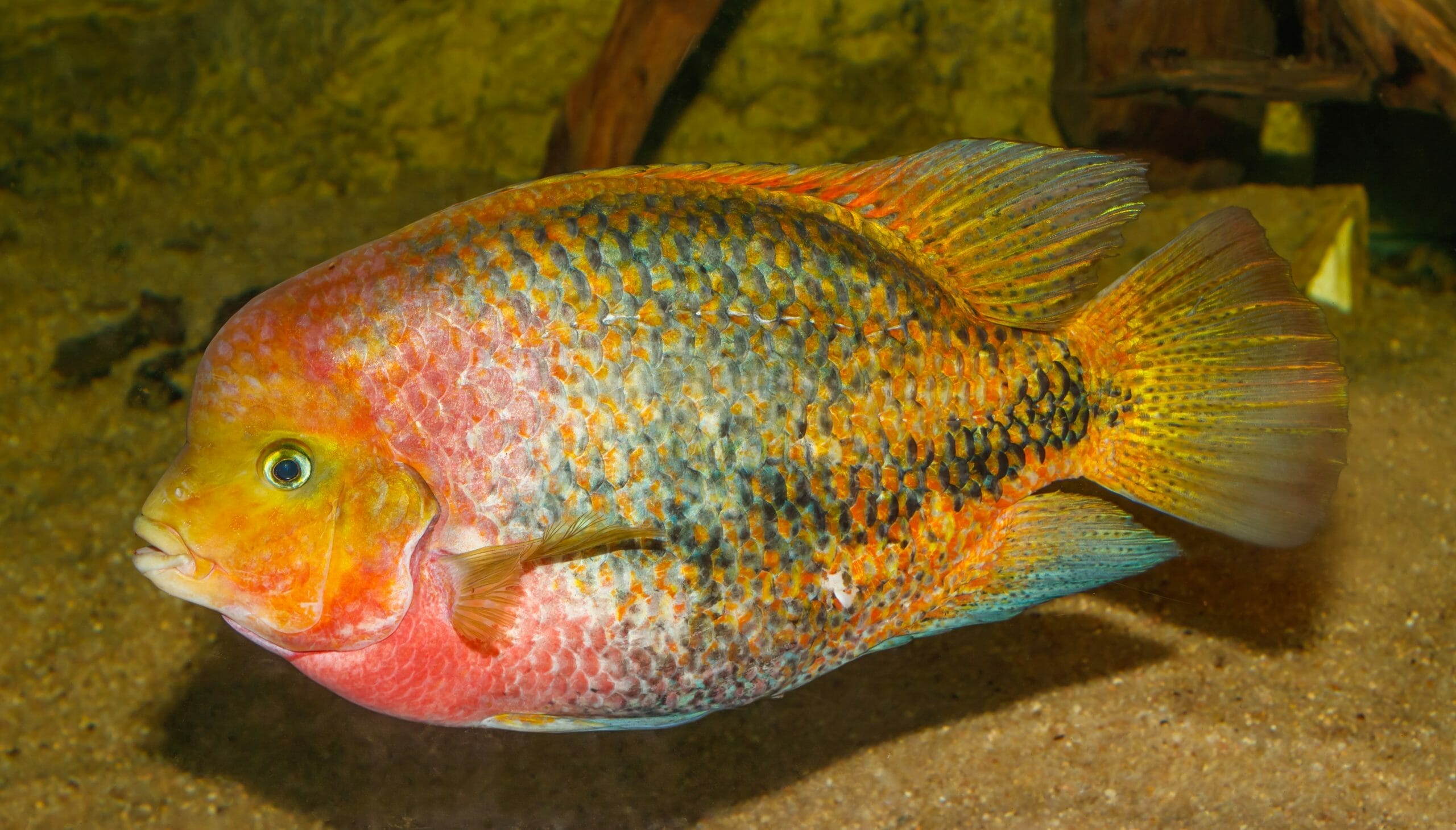 understanding redhead cichlid