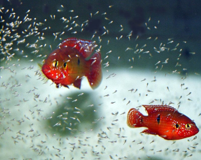 jewel cichlid conclusion