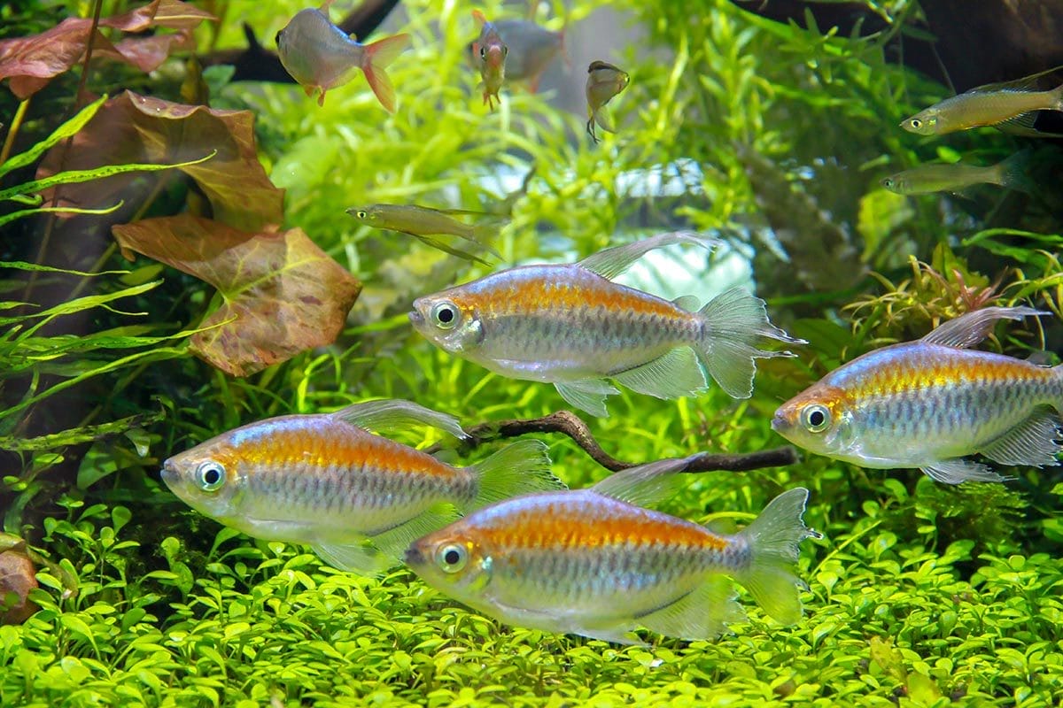 congo tetra conclusion