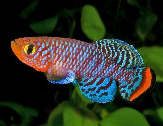 bluefin notho aquarium setup