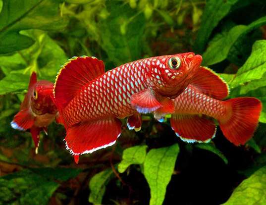 bluefin notho conclusion