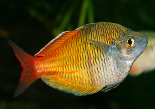 boeseman's rainbowfish overview