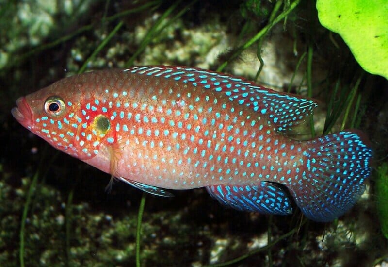 understanding the jewel cichlid