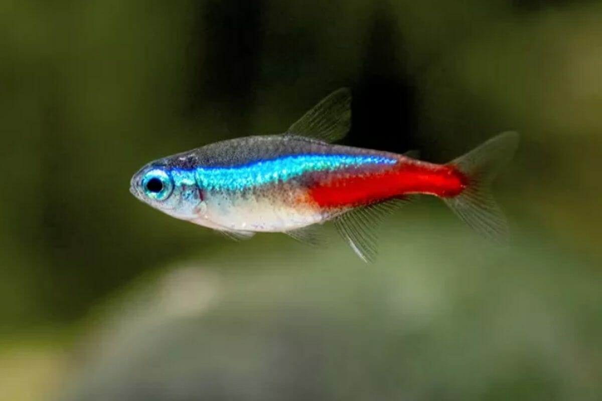How to Prepare Your Aquarium for Cardinal Tetras?