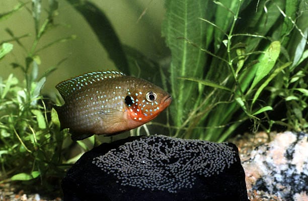 Jewel Cichlid: The Crown Jewel of Your Aquarium – Care Guide
