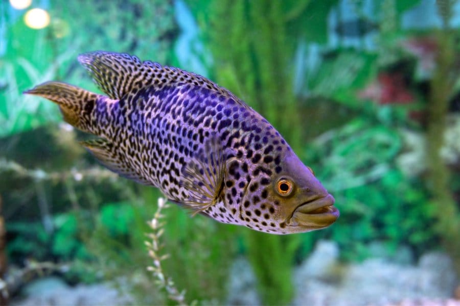 Jaguar Cichlid: The Ultimate Size, Care & Tank Mates Guide