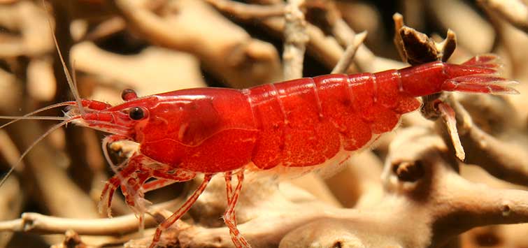 Cherry Shrimp Care: Tank Setup & Feeding