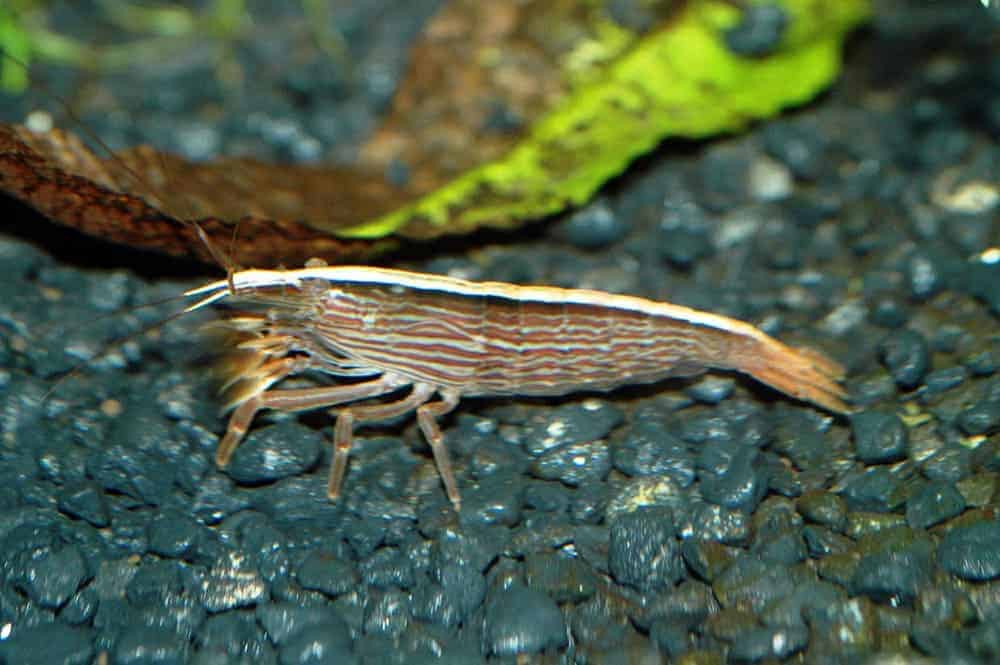 Discover the World of Bamboo Shrimp