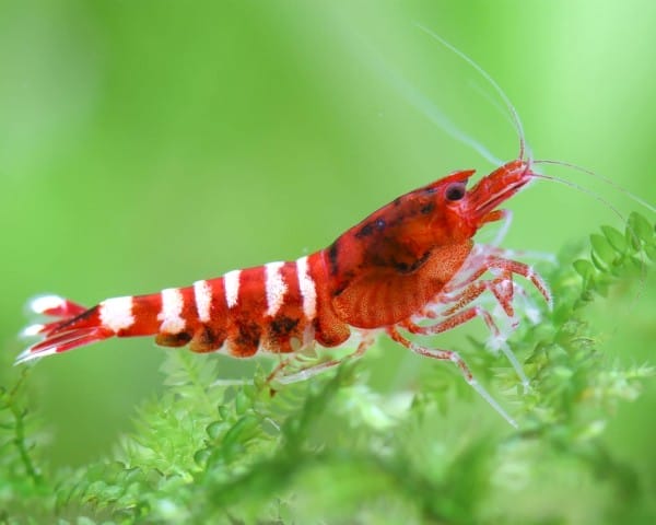 The Ultimate Guide to Pinto Shrimp