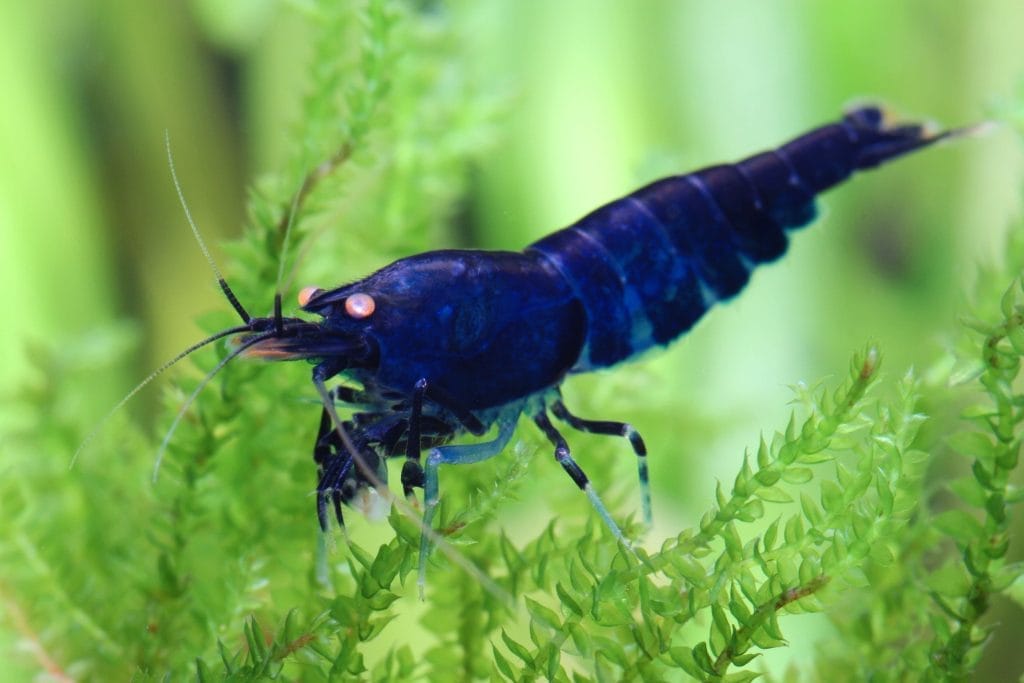 Care Tips for Blue Tiger Shrimp