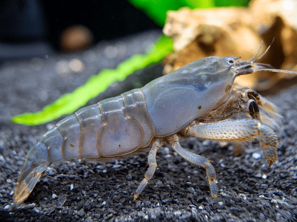 Vampire Shrimp Care Tips for Beginners