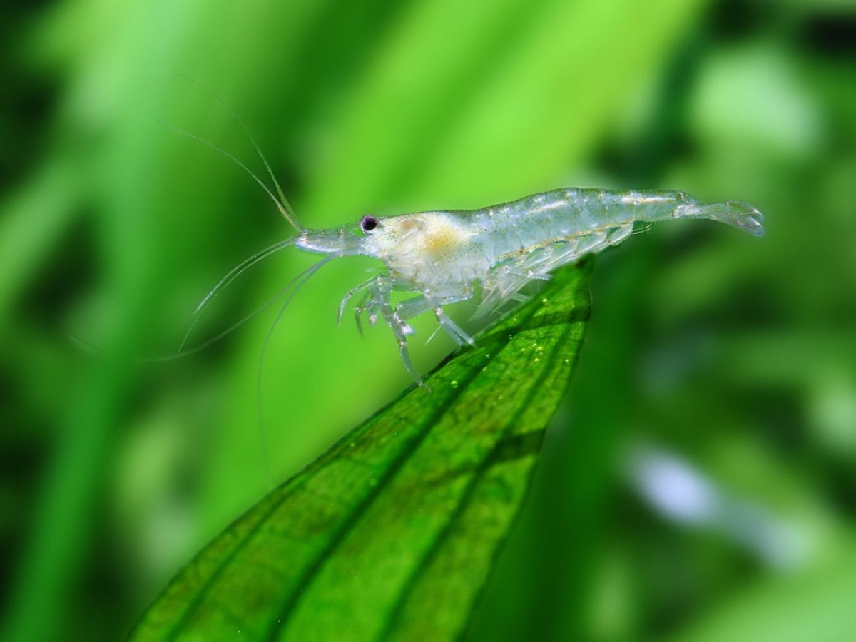 How to Keep Amano Shrimp Happy and Healthy
