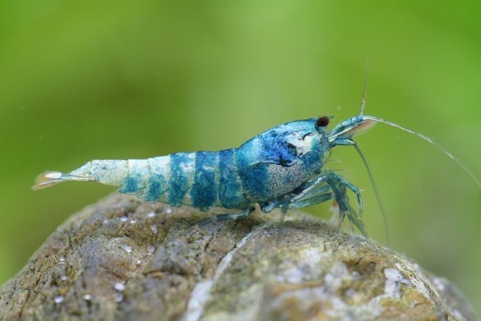 Blue Bolt Shrimp: A Guide to Care and Maintenance