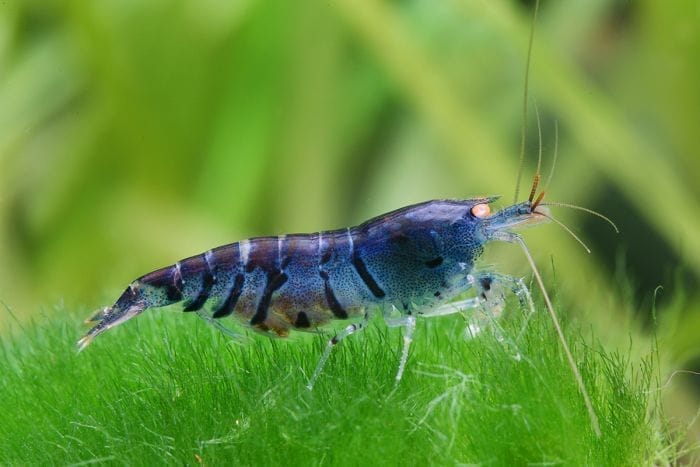 Blue Tiger Shrimp: Essential Care Tips