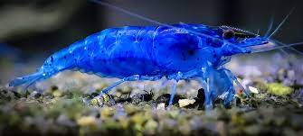 Ultimate Blue Velvet Shrimp Guide