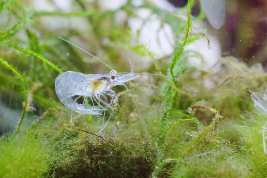 All about ghost shrimp: a complete guide