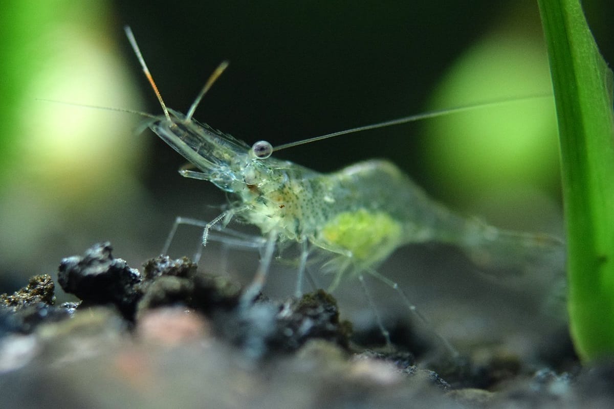 Understanding Ghost Shrimp: A Quick Overview