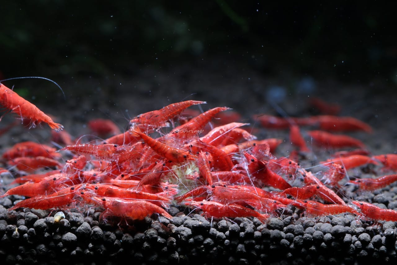 cherry shrimp conclusion