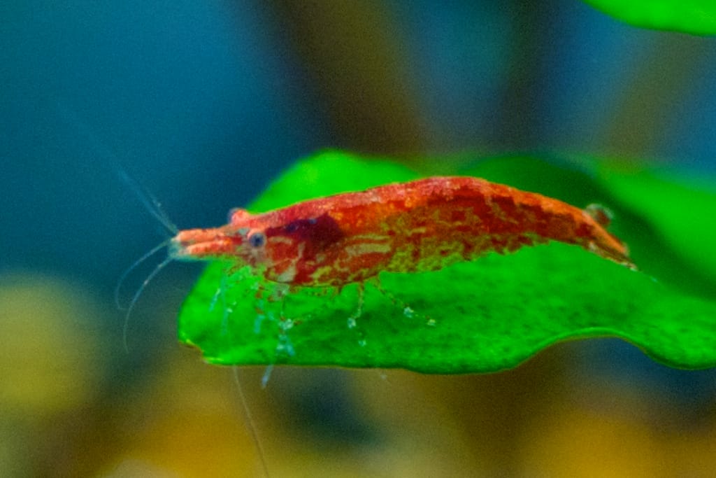 Understanding Cherry Shrimp Behavior