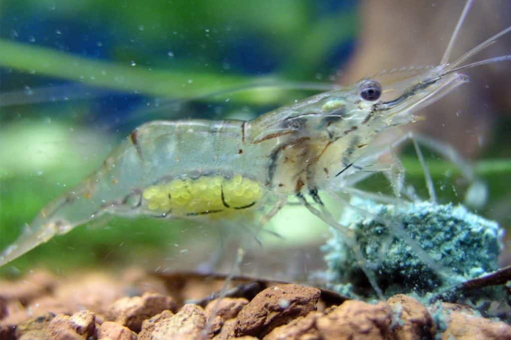 Indian Whisker Shrimp – A Brief Overview