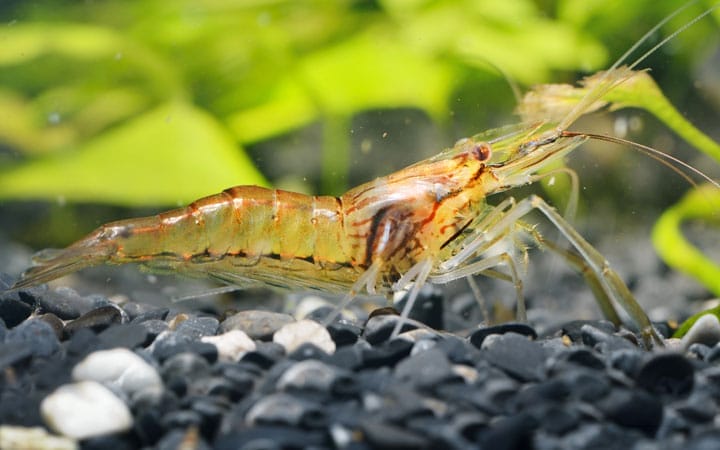 Creating a Suitable Tank Environment for Indian Whisker Shrimp