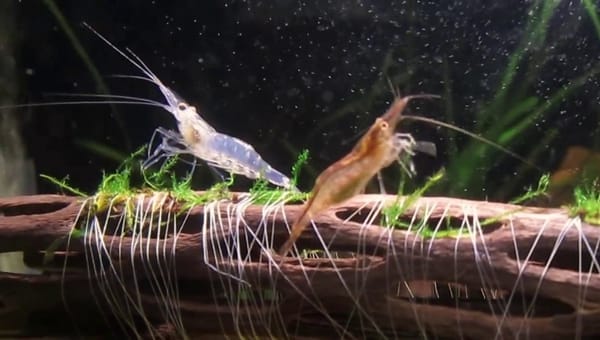 indian whisker shrimp