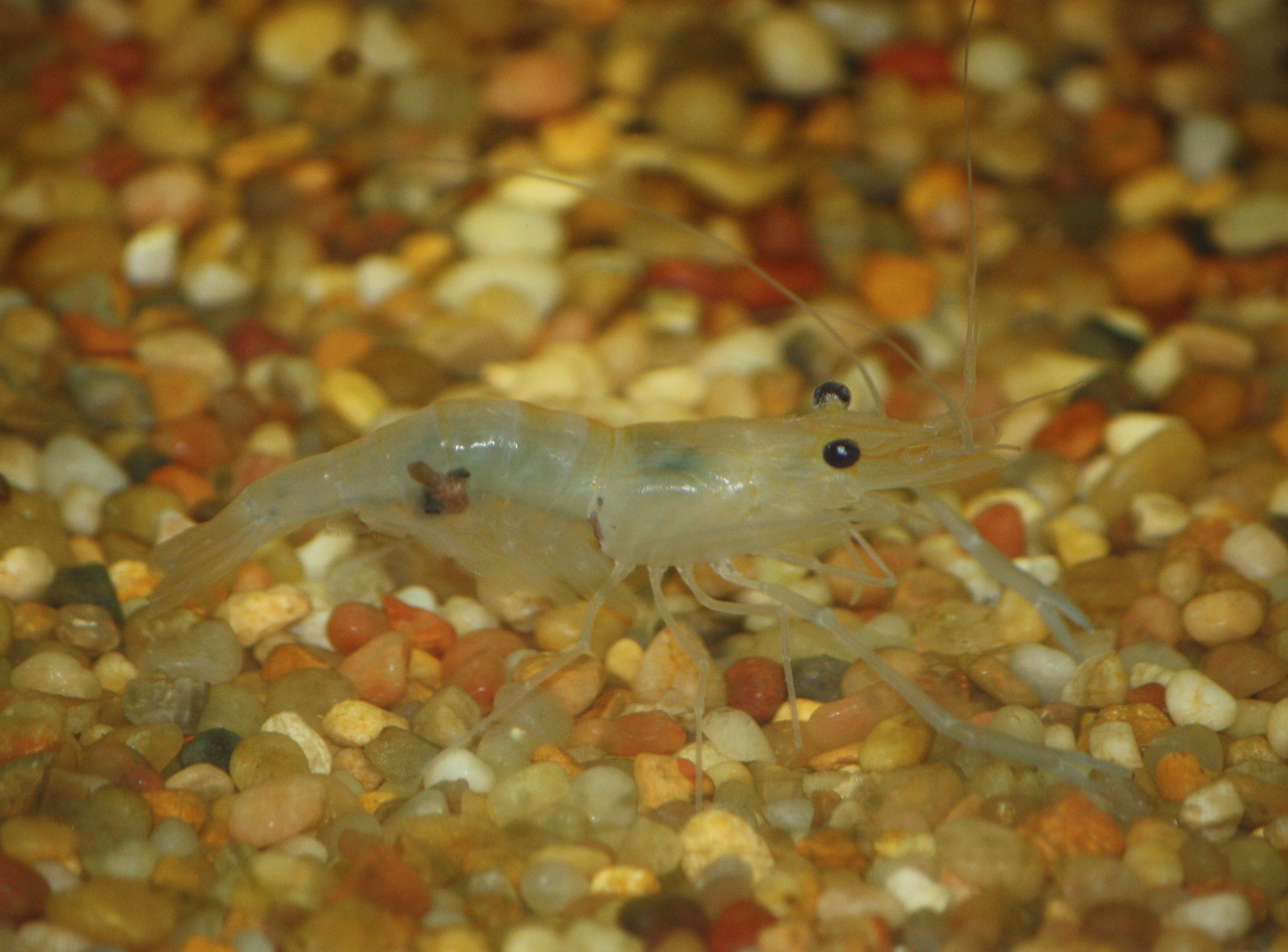 whisker indian shrimp FAQ
