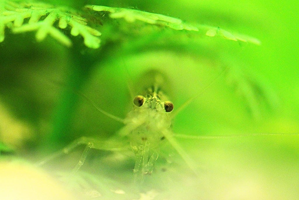 ghost shrimp conclusion