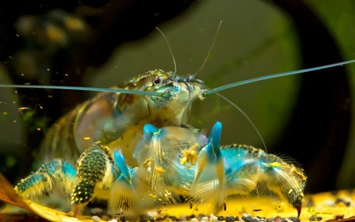 Natural Habitat Conditions for Vampire Shrimp