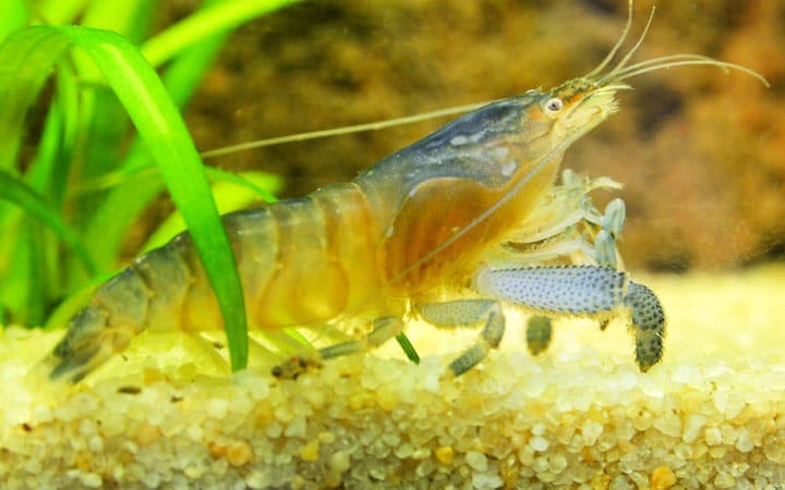 Understanding Vampire Shrimp: A Quick Overview