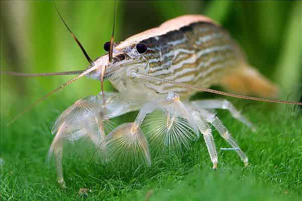Unveiling Bamboo Shrimp: A Quick Overview