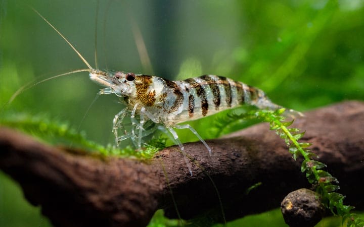 Understanding Babaulti Shrimp