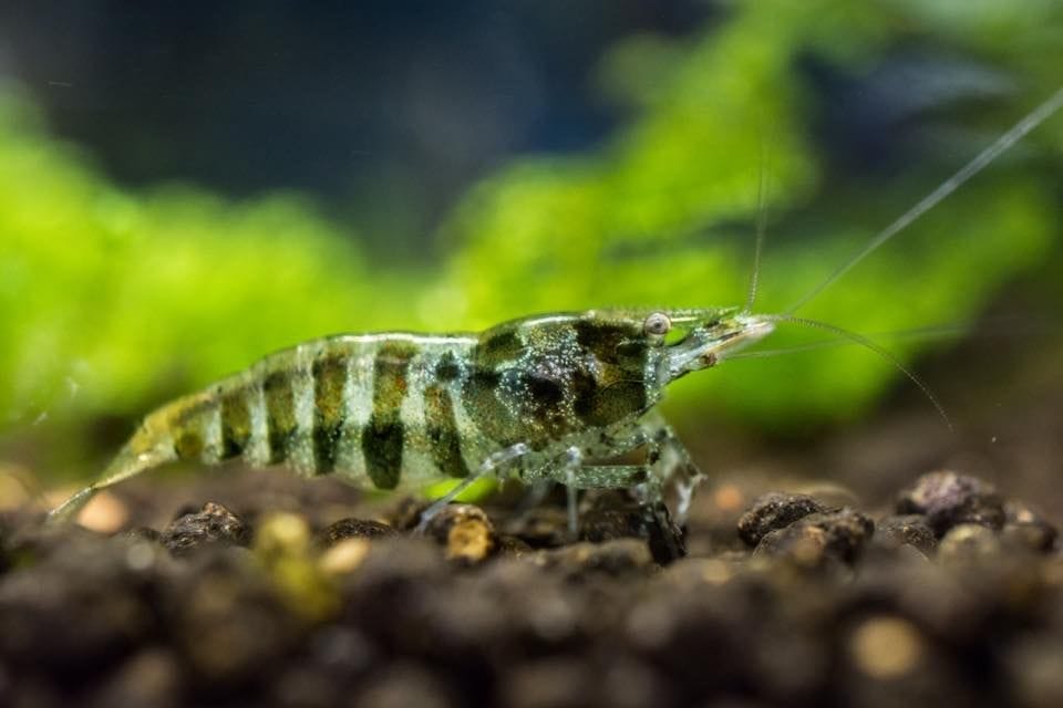 Housing Babaulti Shrimp