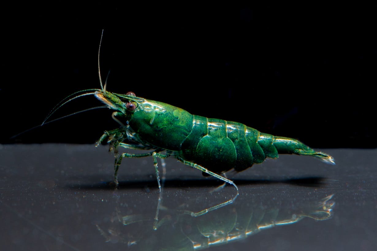 babauti shrimp conclusion
