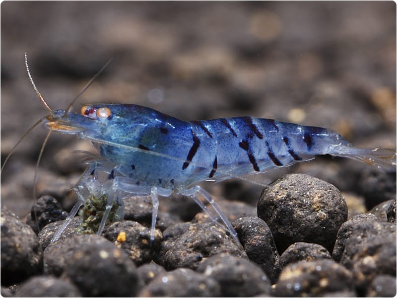 An Overview of Blue Tiger Shrimp