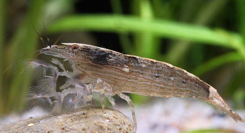 Ideal Habitat Conditions for Bamboo Shrimp
