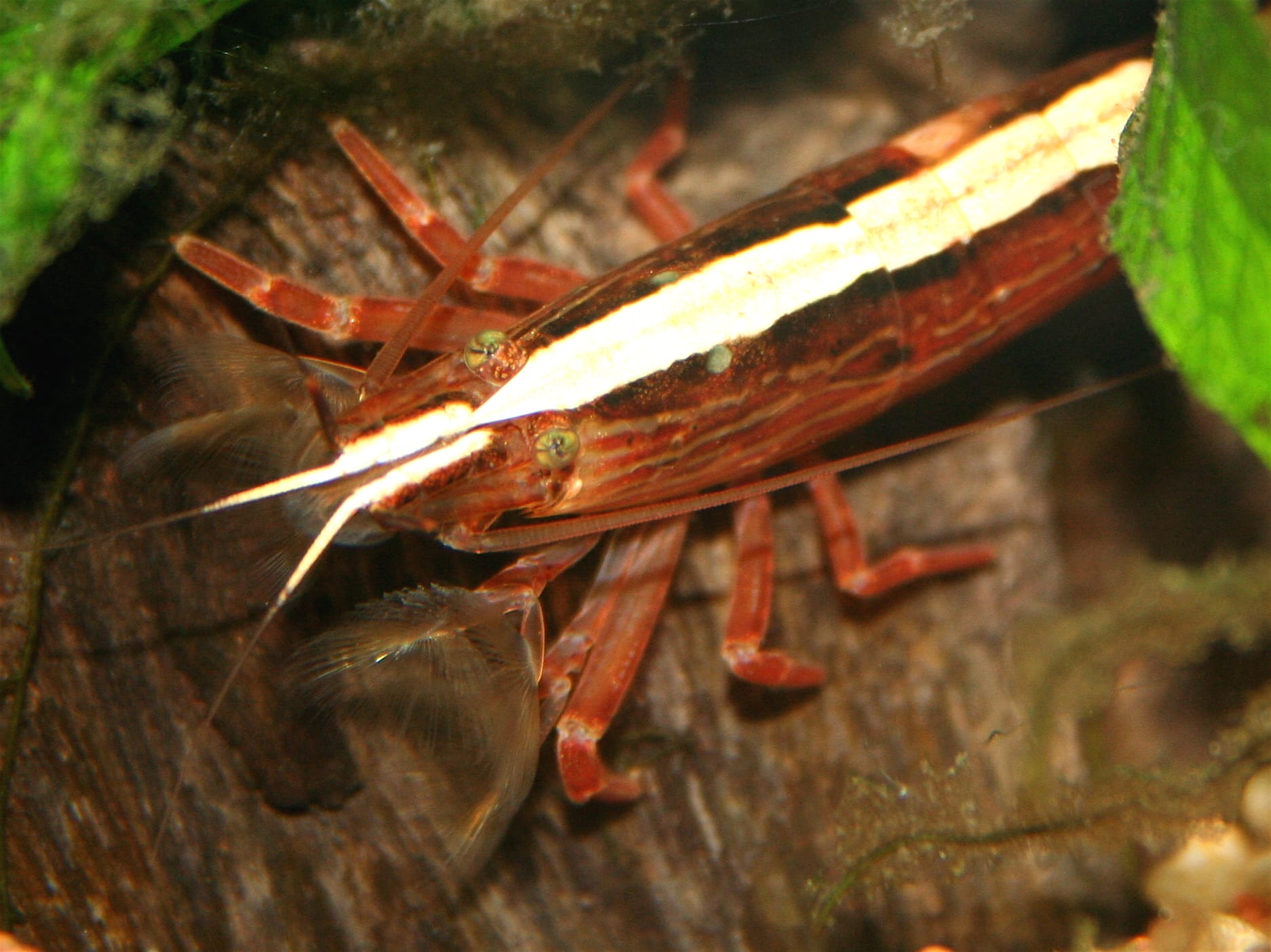 bamboo shrimp conclusion