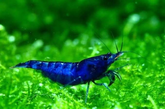 blue velvet shrimp conclusion