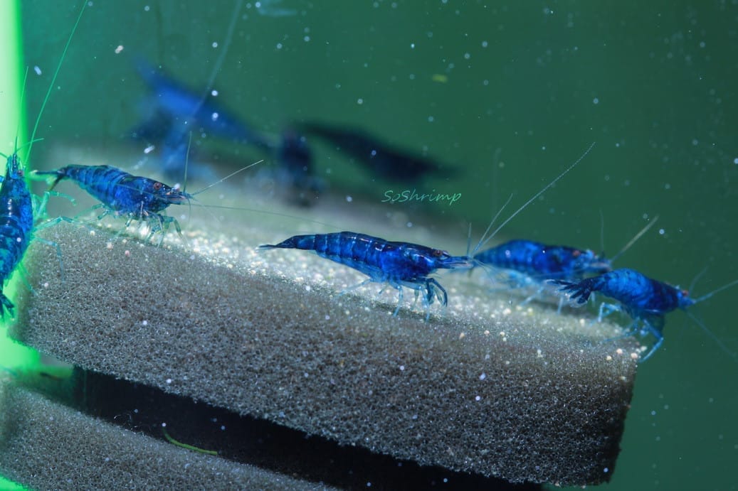 An Insight into Blue Velvet Shrimp
