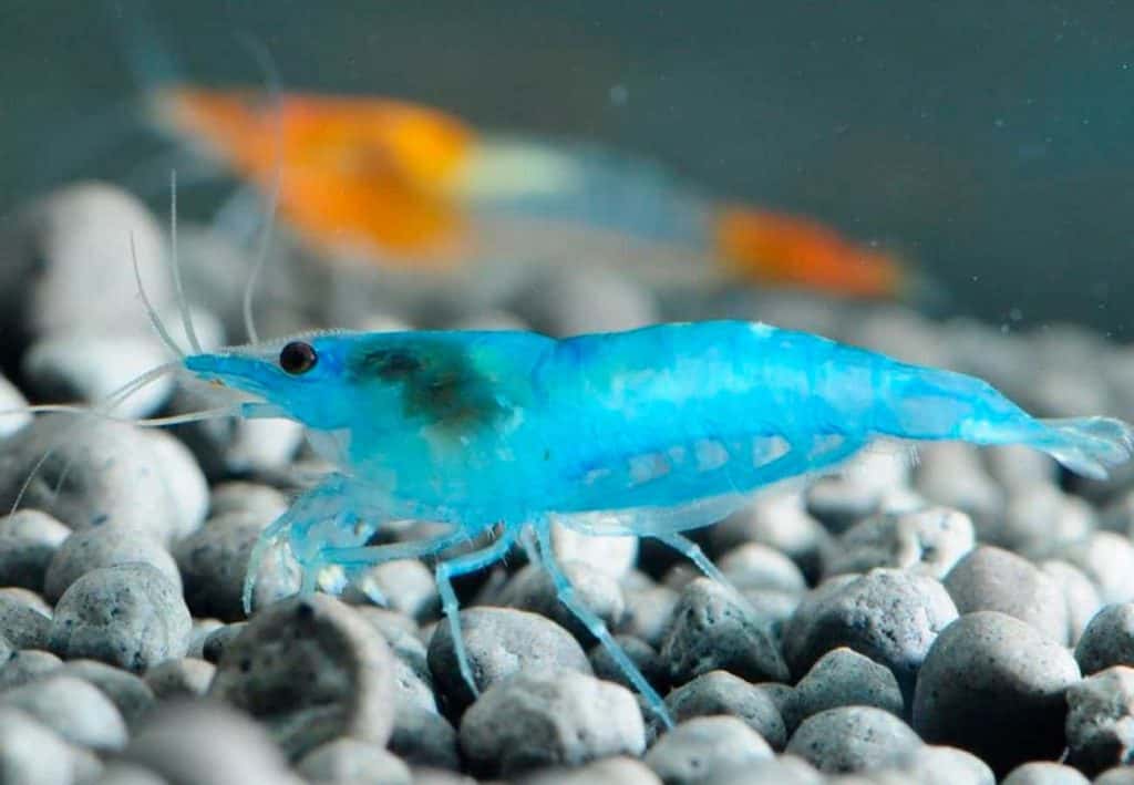 Essential Care for Blue Velvet Shrimp