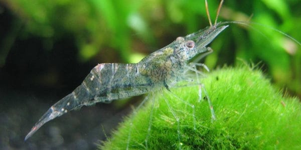 Importance of ghost shrimp Tank Size